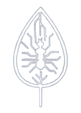 OSG